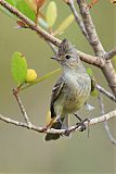 Plain-crested Elaeniaborder=